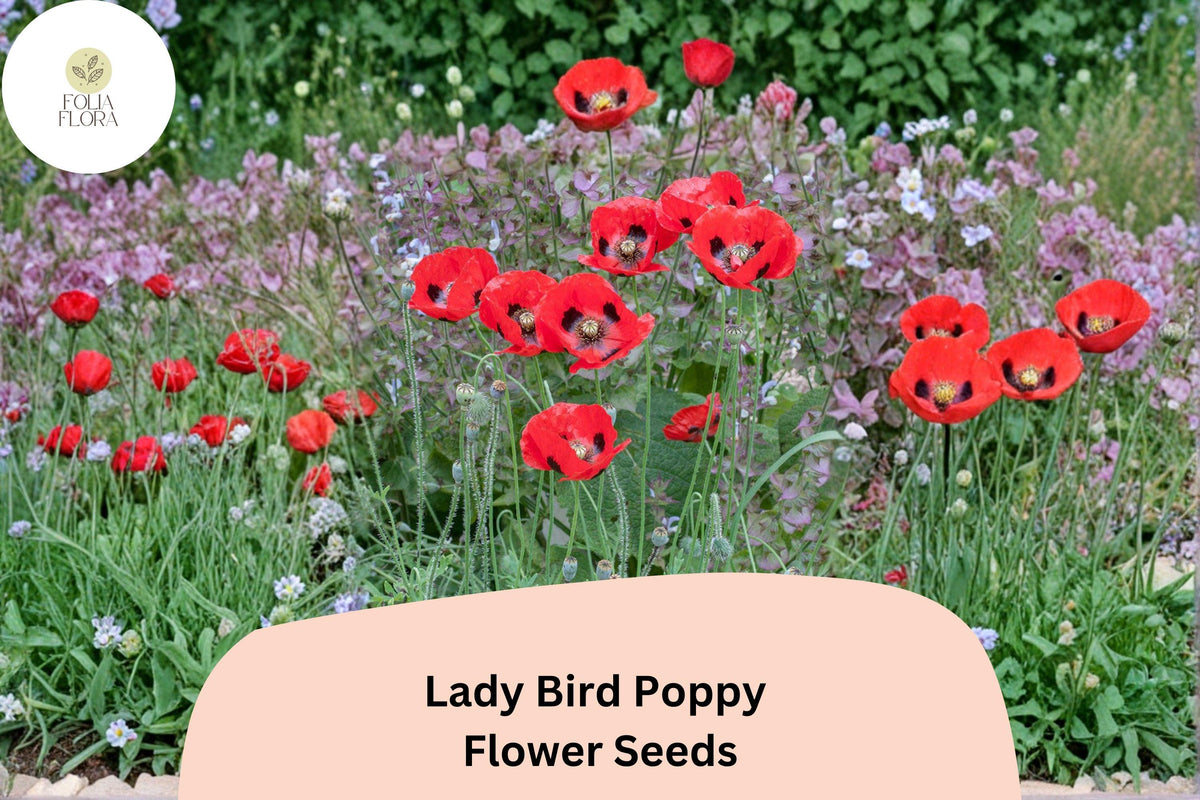 Lady Bird Poppy Seeds – Scarlet Red with Black Centers, Annual Flower, Papaver commutatum, Pollinator Friendly