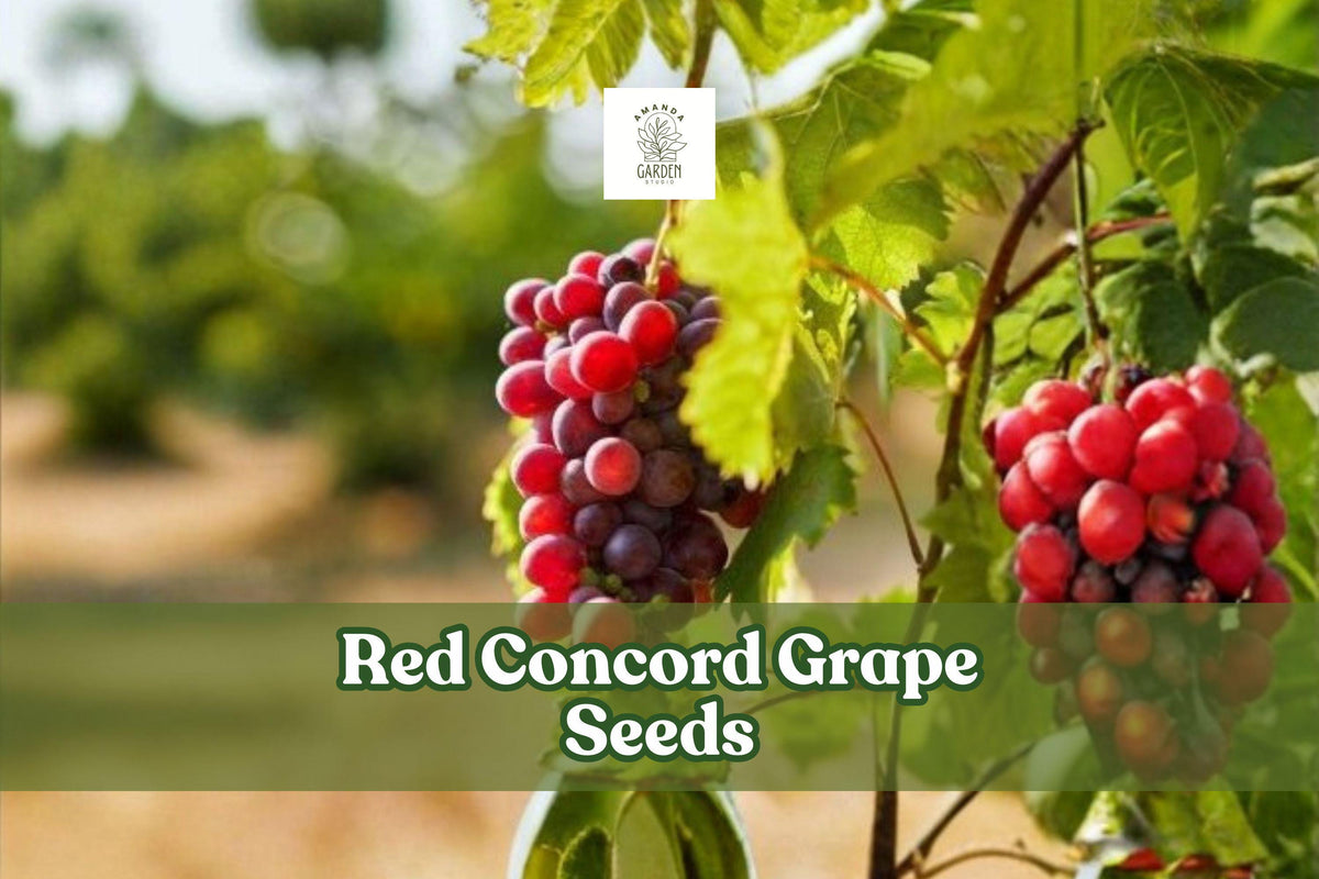 Red Concord Grape Seeds | Vitis labrusca Fruiting Vine, Heirloom, 20 Seeds