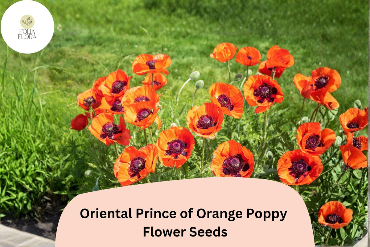 Prince of Orange Poppy Seeds, Perennial Flower, Bright Orange, Papaver orientale, Attracts Bees & Butterflies