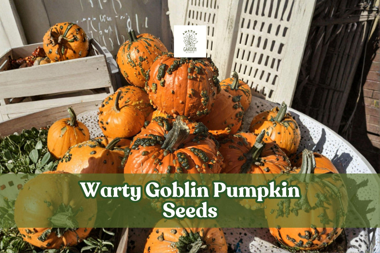 Warty Goblin Pumpkin Seeds | Ornamental Cucurbita pepo Bumpy Decorative Fall Decor, 10 Seeds