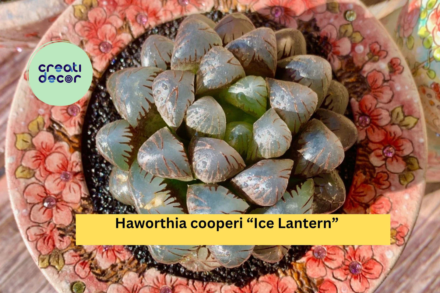 Haworthia cooperi “Ice Lantern” – Rare Live Succulent with Transparent Leaves – Indoor Plant, Gift, Bare Root, Low Maintenance