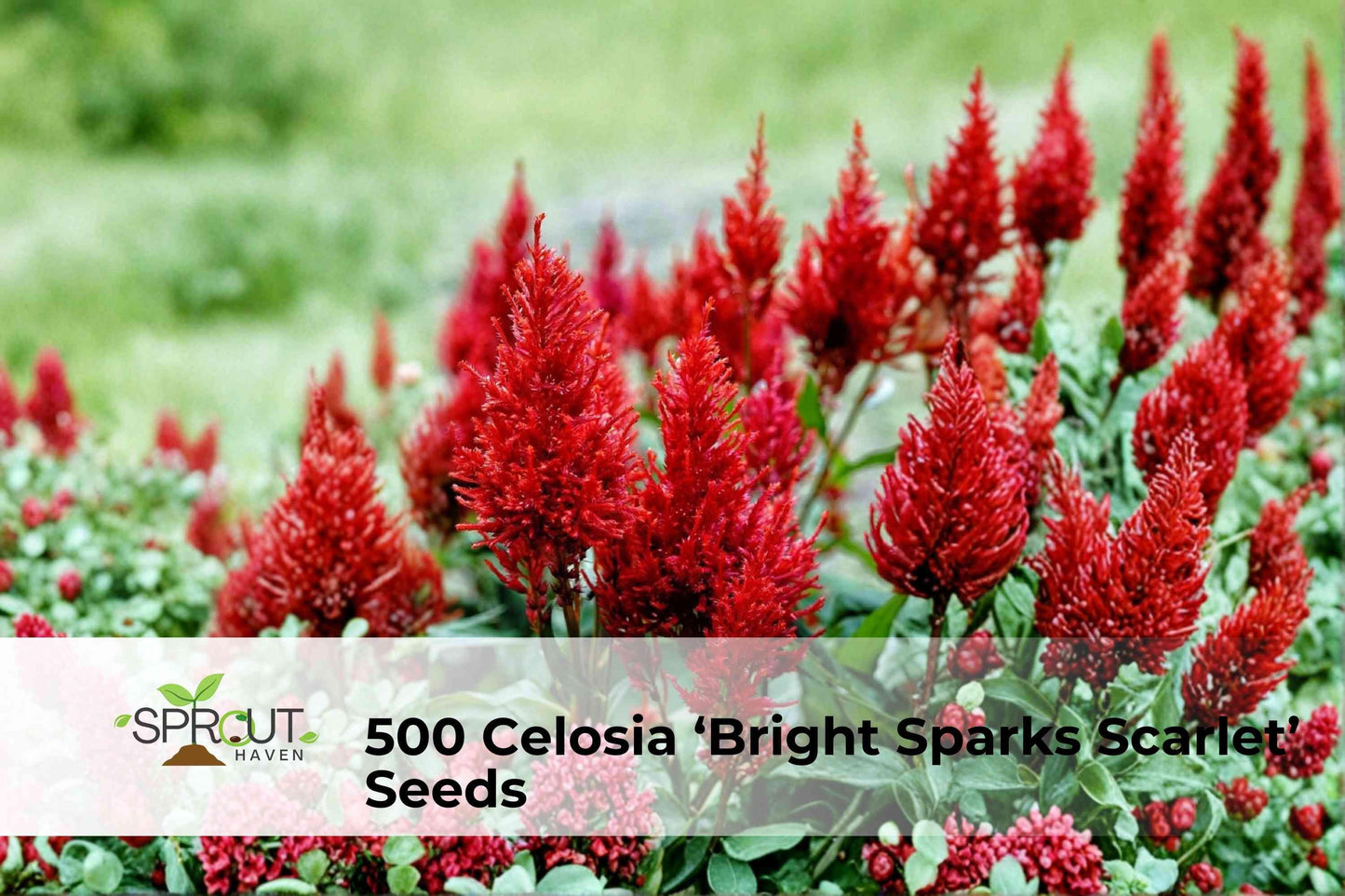 500 Celosia Seeds - Bright Scarlet Plume Flowers, Celosia plumosa ‘Bright Sparks Scarlet’ Annual for Borders & Containers