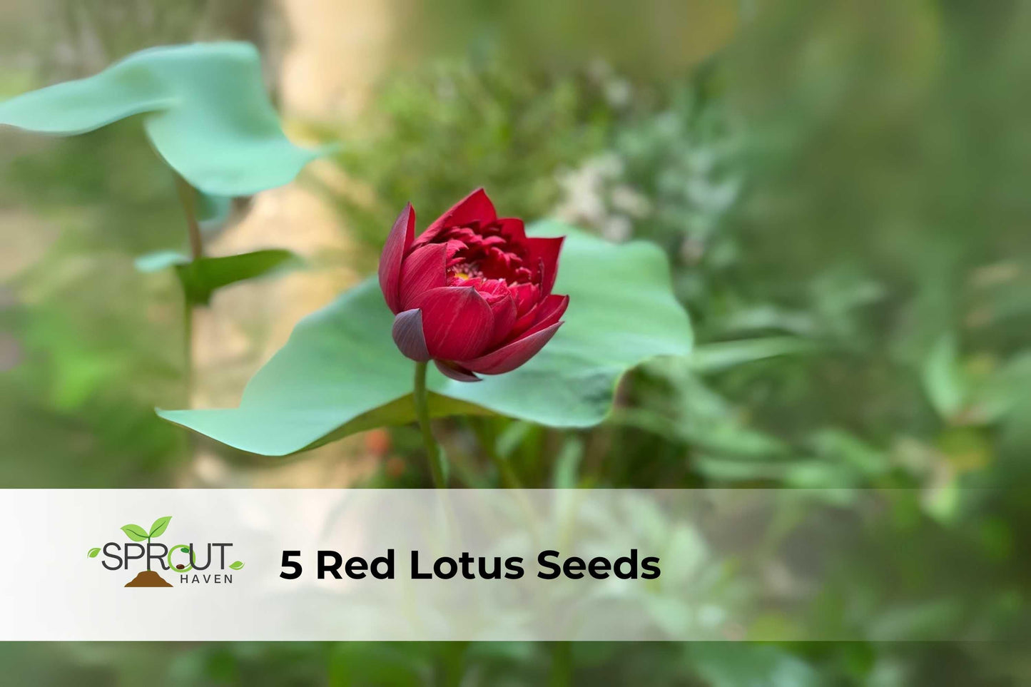 Red Lotus Seeds – Nelumbo nucifera – Aquatic Perennial for Ponds & Water Gardens, Red-Pink Blooms