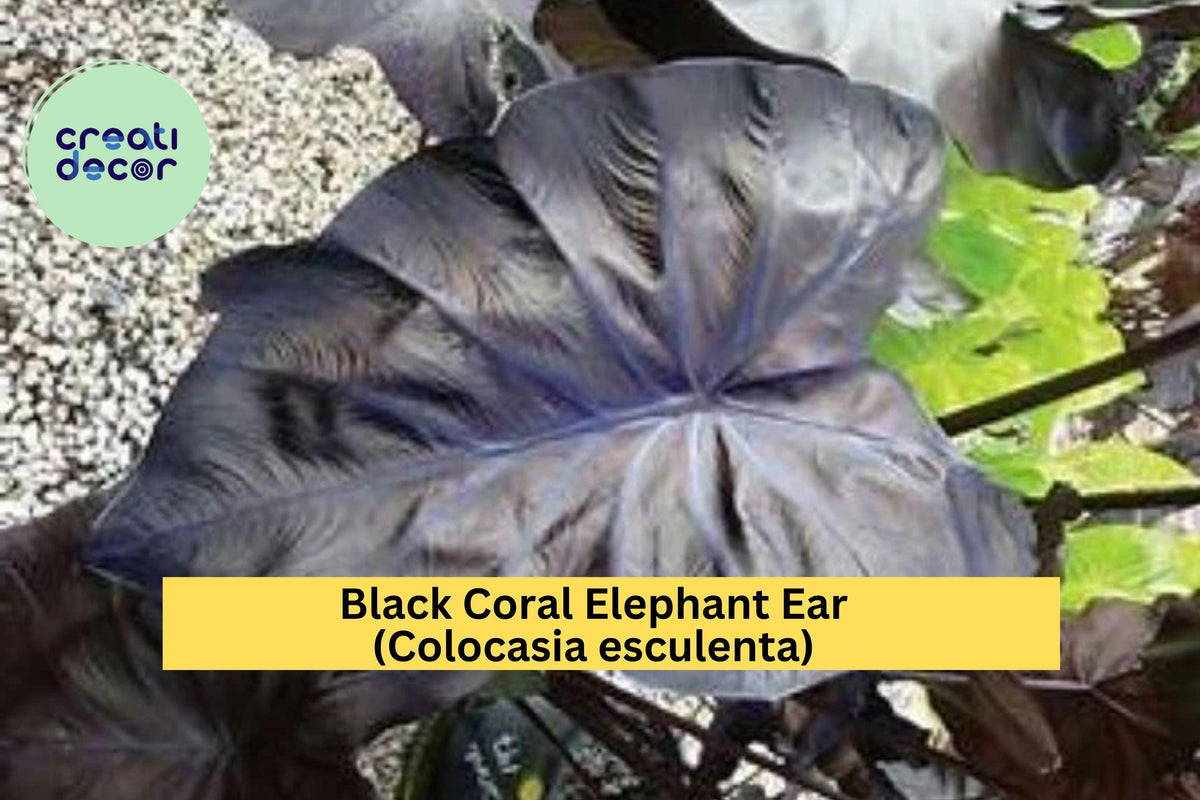 Black Coral Elephant Ear Plant | Live Rooted Starter | Colocasia esculenta 'Black Coral' | Tropical Perennial for Garden & Patio