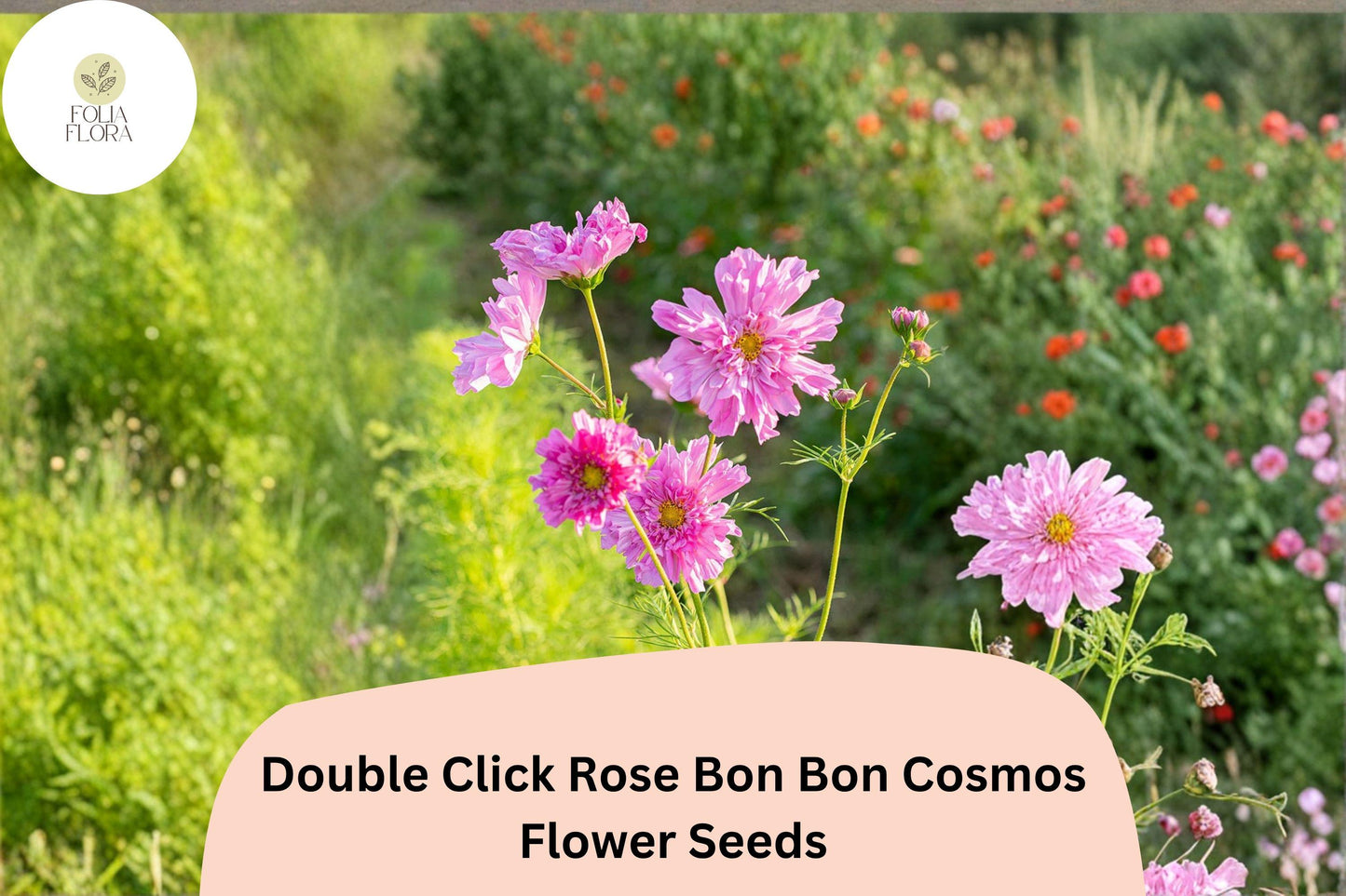 Double Click Rose Bon Bon Cosmos Seeds | Pink Double Blooms, Cut Flower Garden, Cosmos bipinnatus