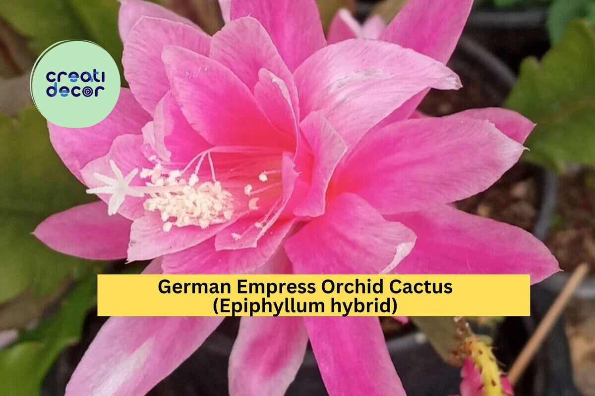 German Empress Orchid Cactus | 6" Rooted Epiphyllum Hybrid with Pink-Magenta Flowers | Rare Flowering Houseplant