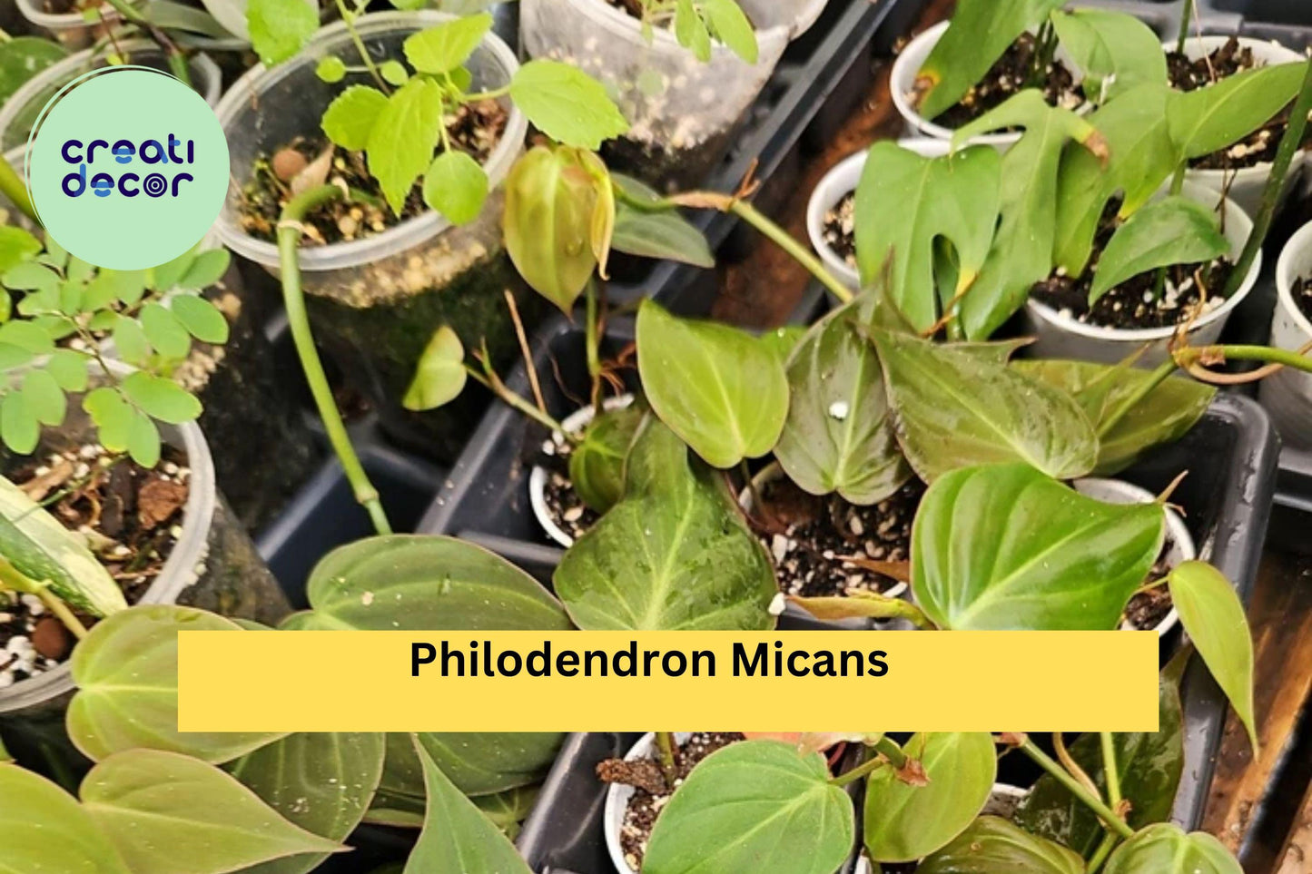 Philodendron Micans Live Plant – 2 Inch Pot Velvet Heart-Shaped Leaves Indoor Vine for Hanging or Shelves