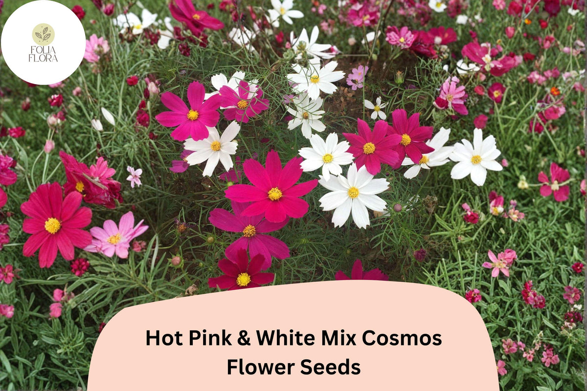 Hot Pink & White Cosmos Seeds | Garden Flower Mix, Cosmos bipinnatus, Vibrant Pink & White, Attracts Bees & Butterflies
