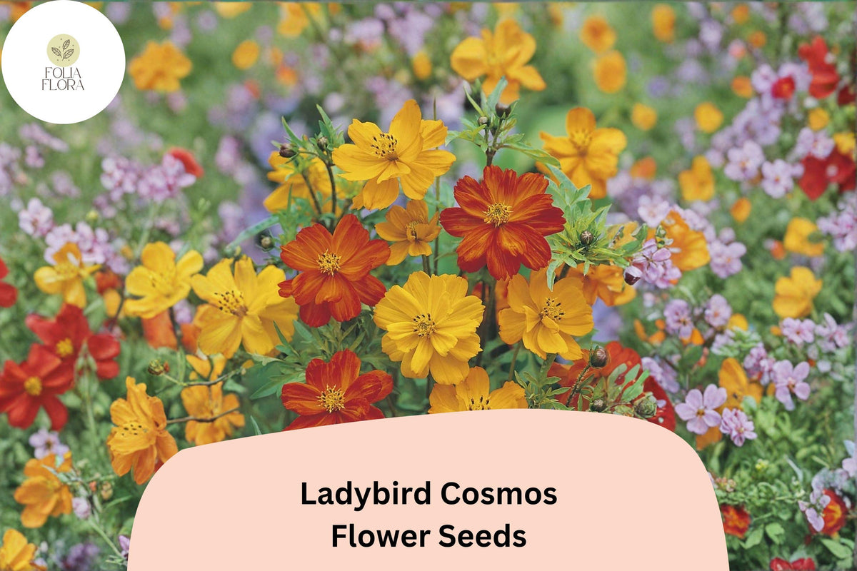 Ladybird Cosmos Seeds | Orange Red Yellow Mix | Compact Annual Flower | Cosmos sulphureus ‘Ladybird Mix’