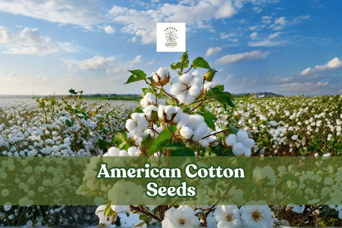 American Cotton Seeds Gossypium hirsutum - Easy Grow Decorative Educational Fiber Plant, 50 Seeds
