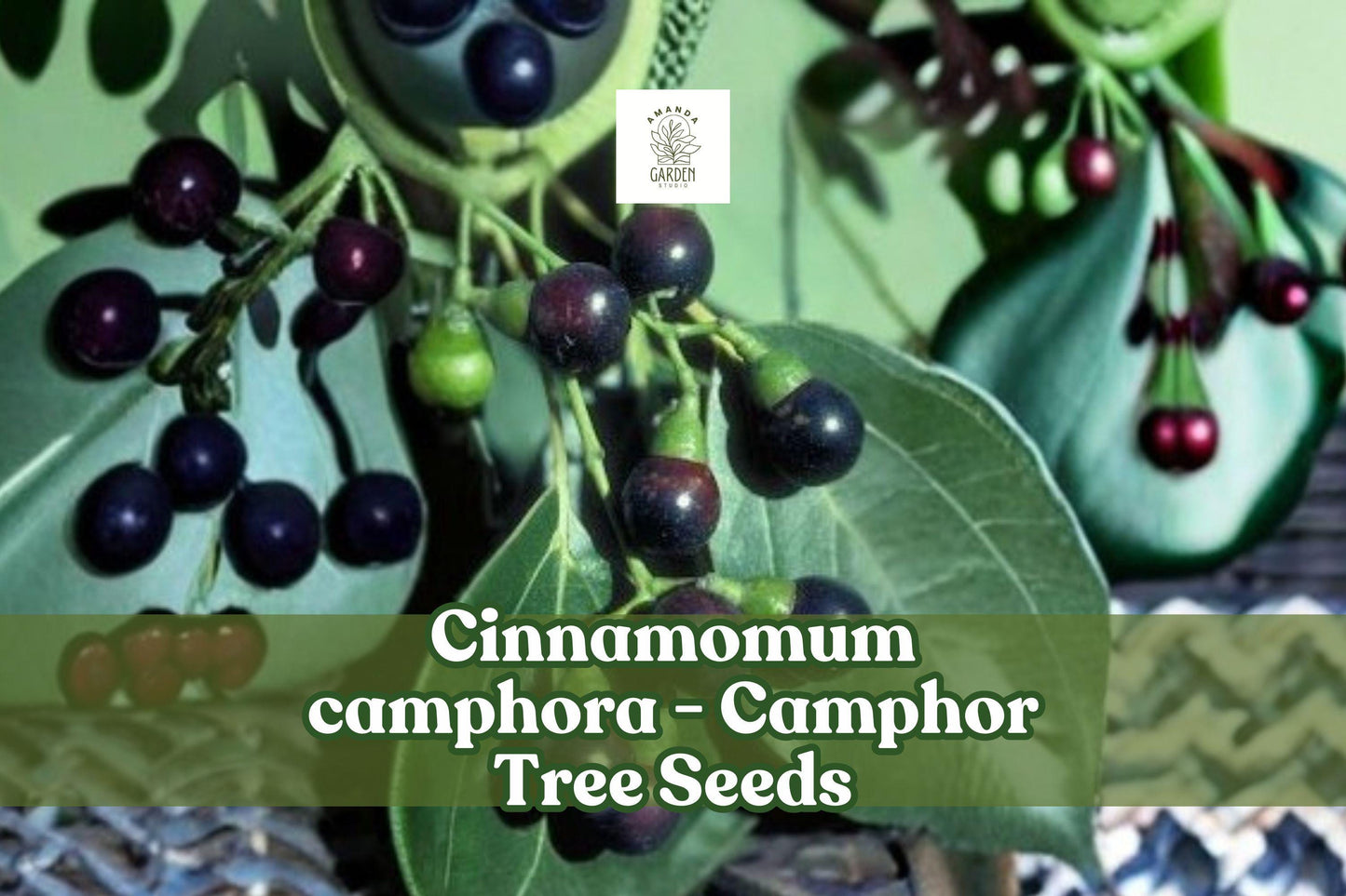 Camphor Tree Seeds, Cinnamomum camphora, Evergreen Fragrant Shade Tree, Bonsai & Landscaping Seeds, 10 Pack
