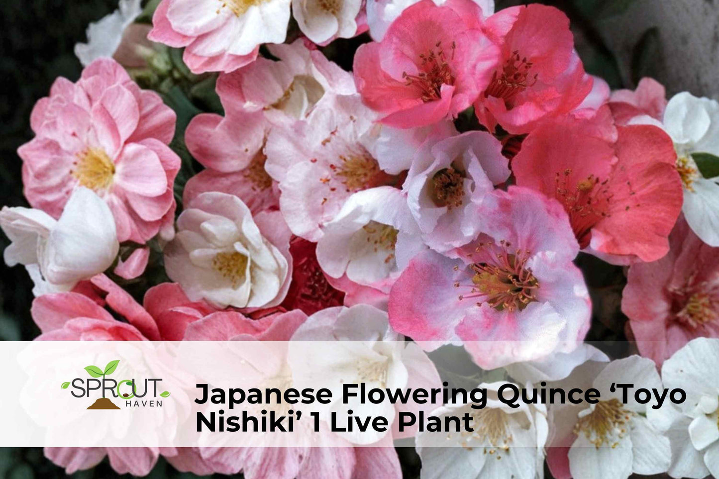 Japanese Flowering Quince 'Toyo Nishiki' Live Shrub 8-12 Inch Deciduous Ornamental Plant Chaenomeles speciosa