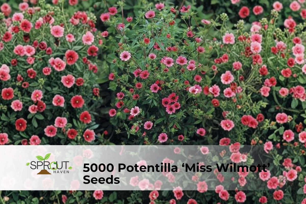Potentilla ‘Miss Wilmott’ Seeds | Hardy Perennial Cinquefoil with Pink to Magenta Blooms, Easy-Grow Garden Flower