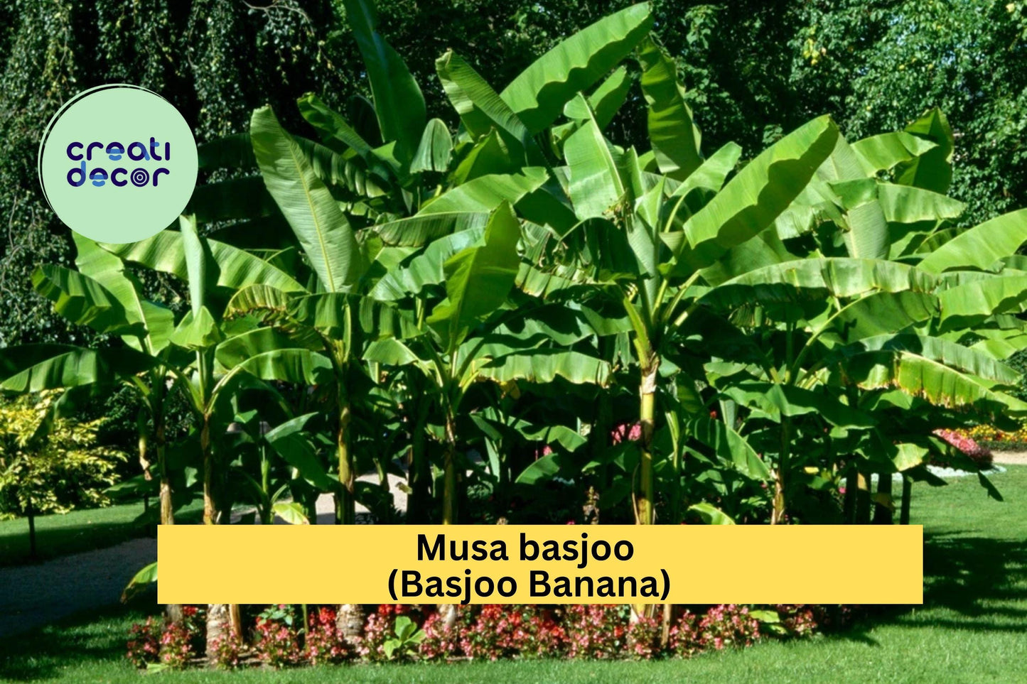 Cold Hardy Basjoo Banana Tree Starter Plant – Musa basjoo – Tropical Garden, Patio Landscaping, Ornamental Foliage