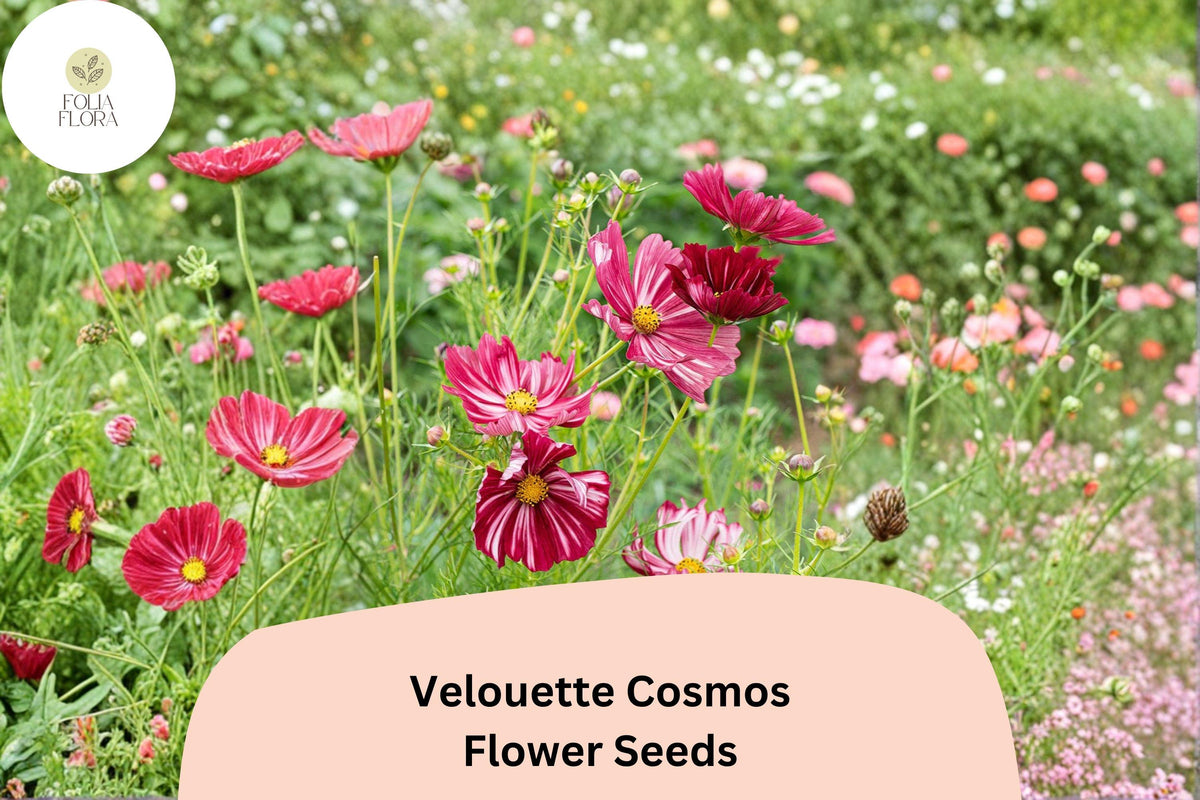 Velouette Cosmos Seeds | Red & White Striped Blooms | Cosmos bipinnatus | Pollinator-Friendly Annual for Gardens