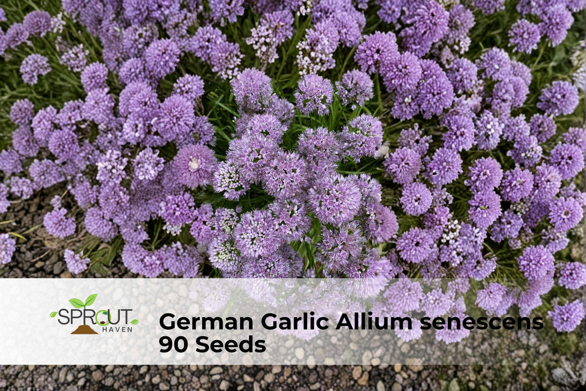 German Garlic Seeds - Ornamental Onion Allium senescens with Pink-Lavender Globe Blooms, Perennial, Drought-Tolerant, Pollinator-Friendly