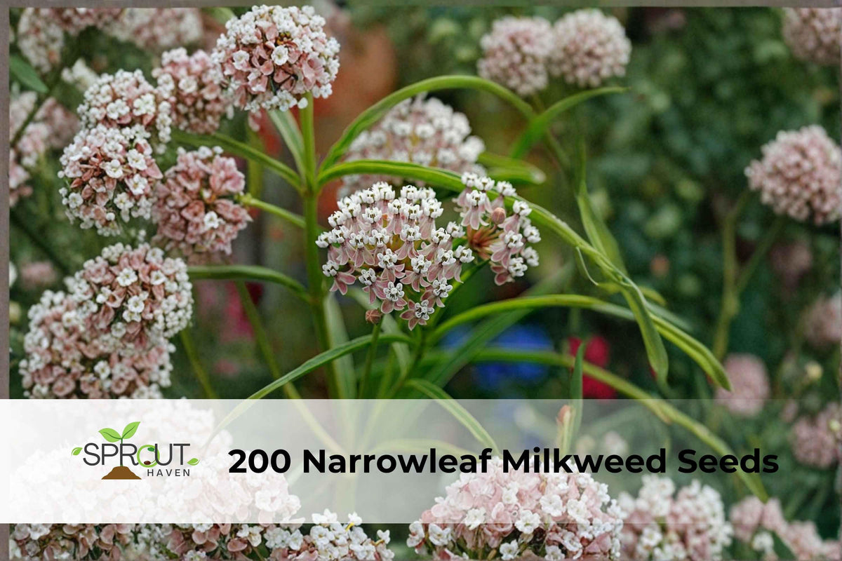 Narrowleaf Milkweed Seeds 200 Asclepias fascicularis Perennial Butterfly Flower for Pollinators