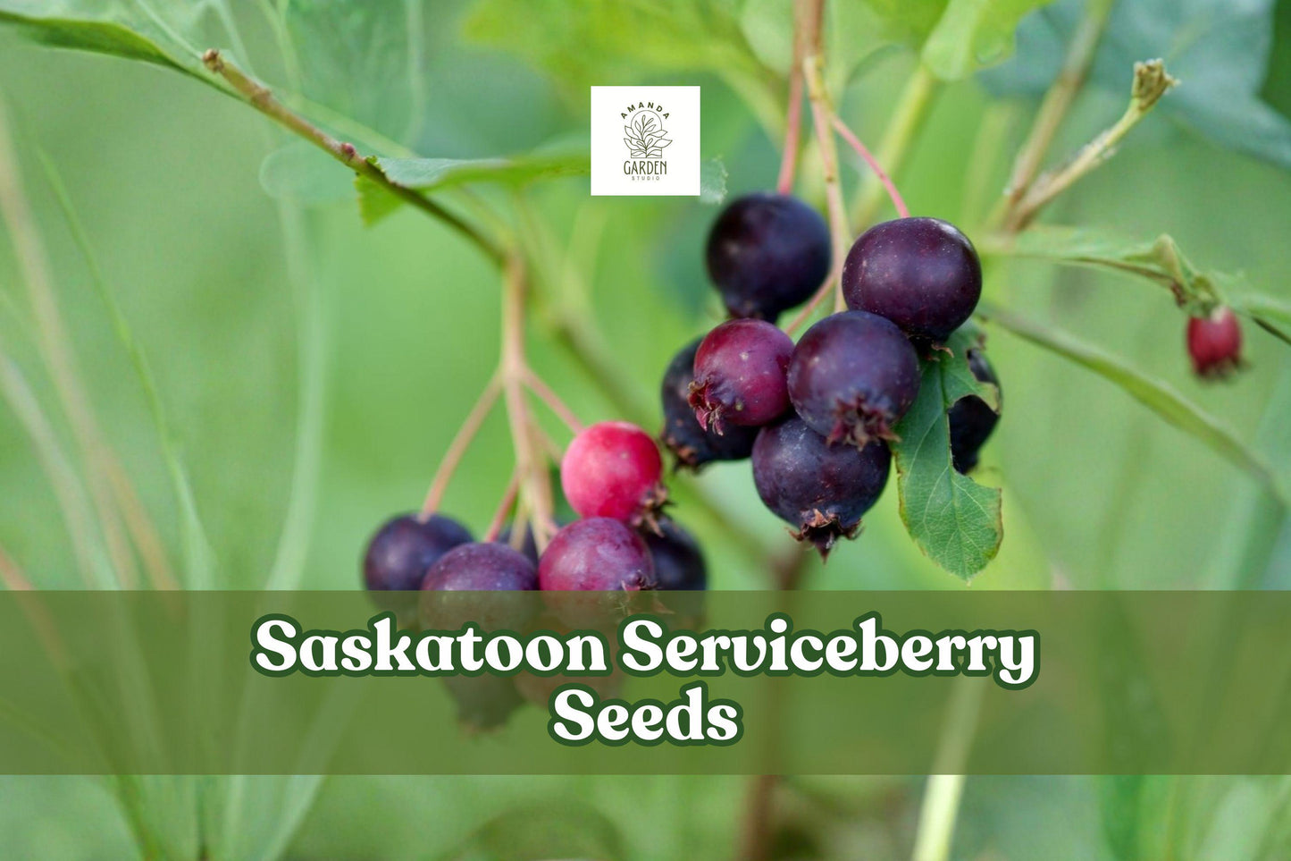Saskatoon Serviceberry Seeds | Amelanchier alnifolia | Edible Berries, Hardy Shrub, Wildlife Garden, 100 Seeds