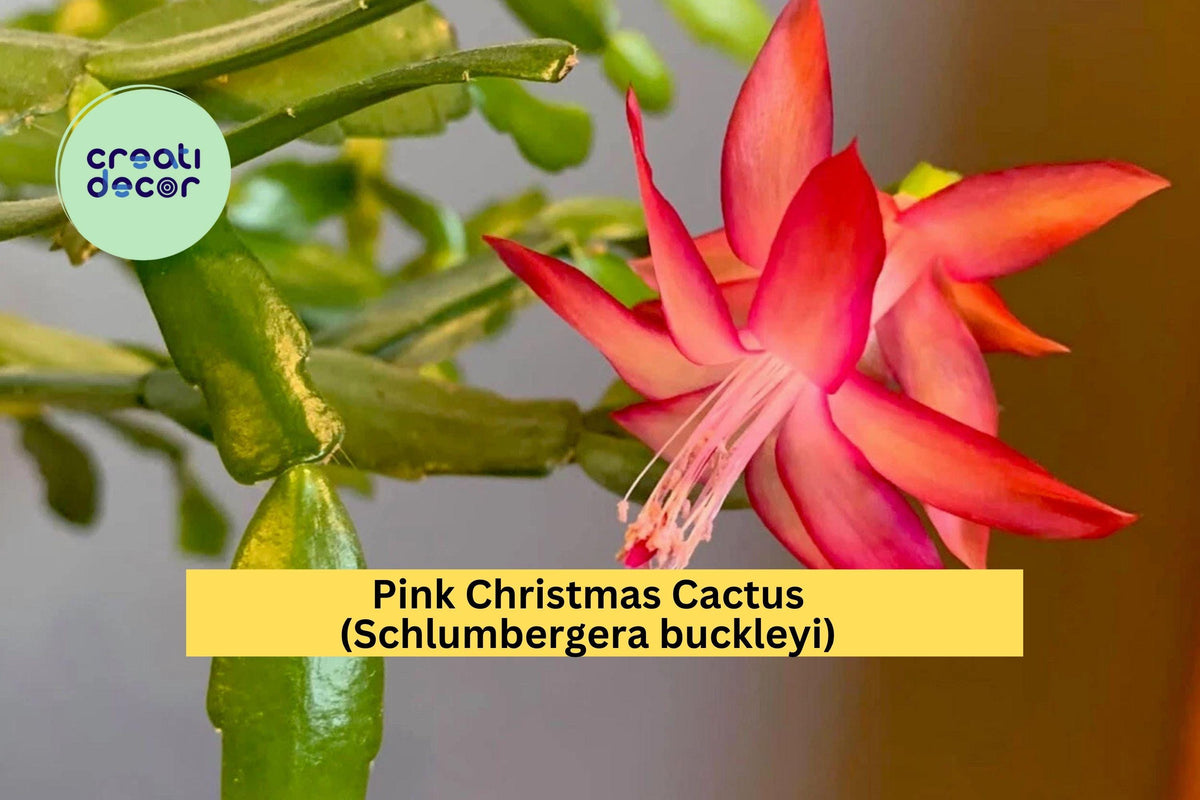 Pink Christmas Cactus Cuttings – 3 Unrooted Schlumbergera buckleyi Winter Blooming Houseplant for Holiday Decor