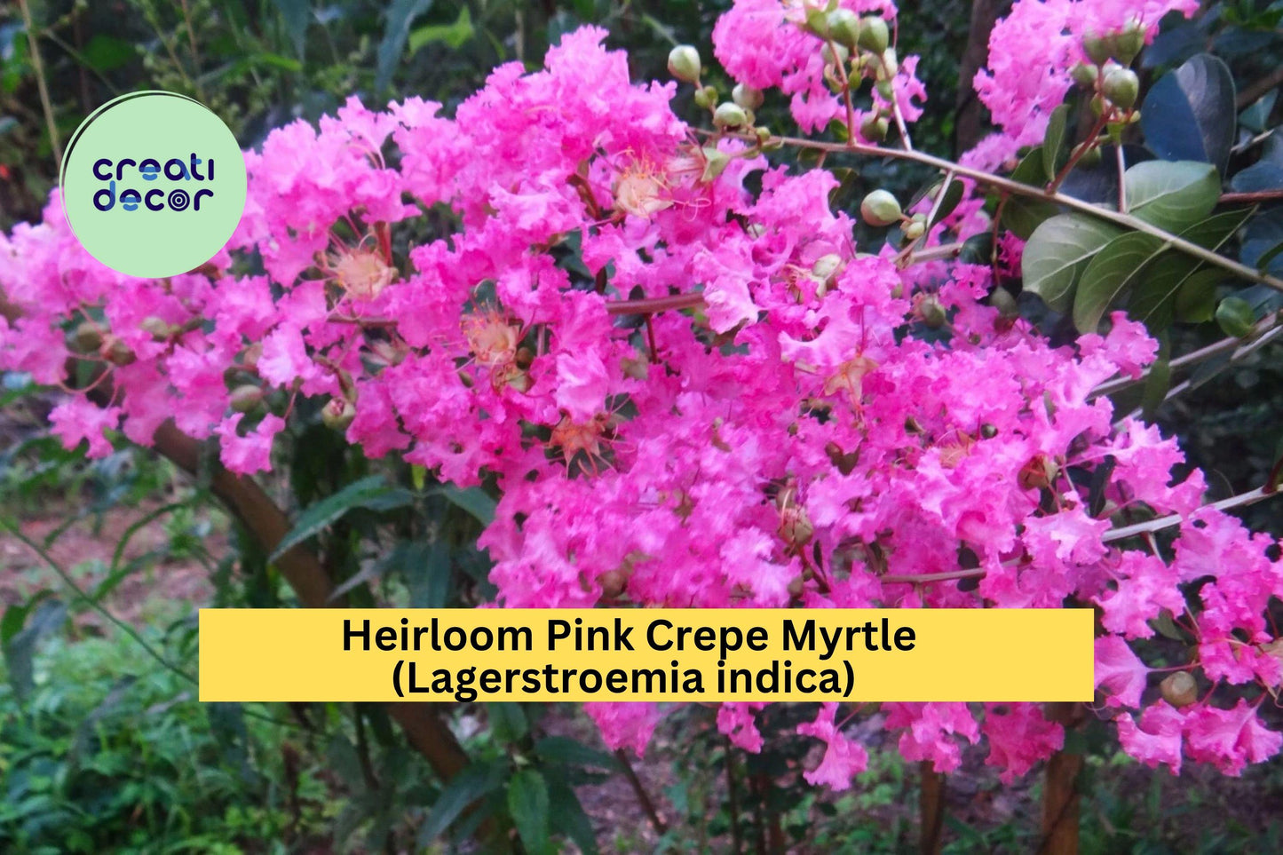 Pink Crepe Myrtle Trees – 2 Rooted Lagerstroemia indica Flowering Shrubs for Garden & Landscape