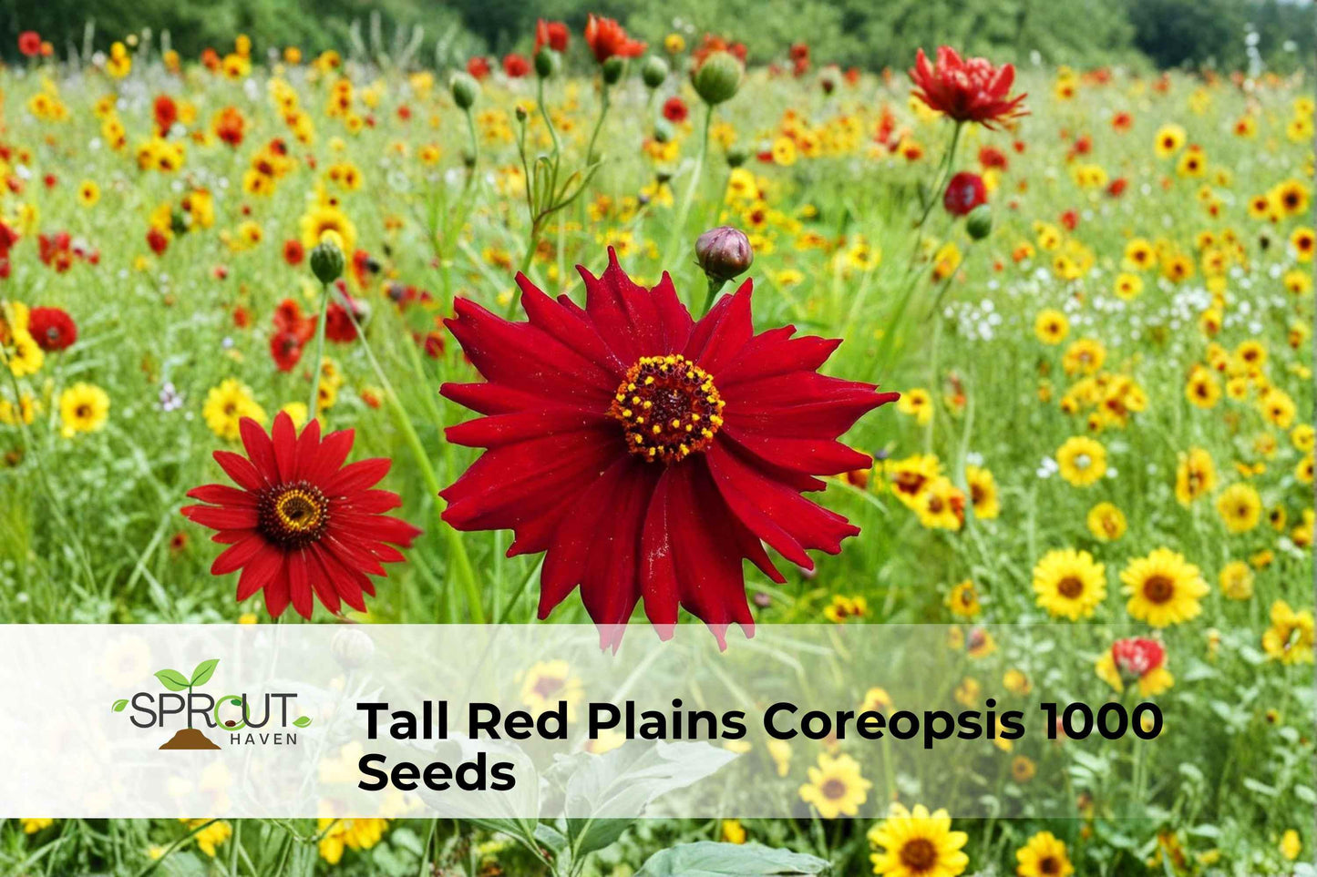 Red Plains Coreopsis Seeds – 1000 Non-GMO Wildflower Seeds for Pollinator Gardens, Annual, Coreopsis tinctoria