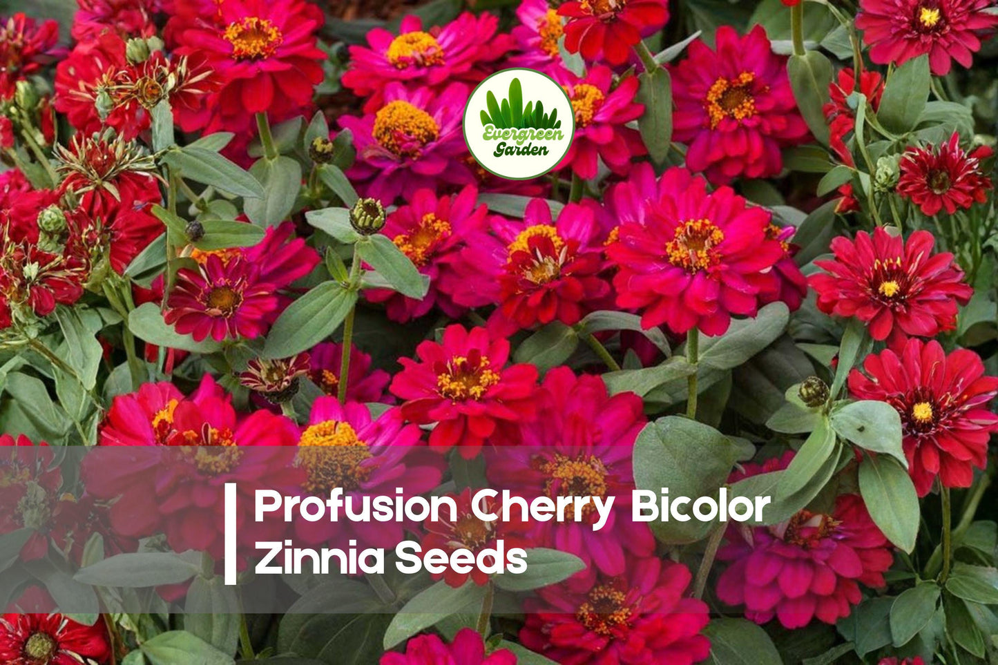 Profusion Cherry Bicolor Zinnia Seeds – Bright Pink & White Flowers, Annual, Easy to Grow, Attracts Pollinators, 100+ Seeds