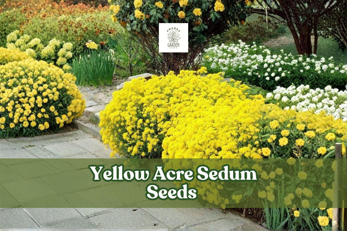 Yellow Acre Sedum Seeds - Drought-Tolerant Groundcover, Bright Yellow Flowers, Perennial Succulent, 200 Seeds