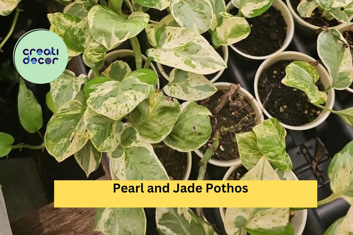 Pearl and Jade Pothos Plant – Fully Rooted Epipremnum aureum Indoor Vine – Variegated Green, White & Cream Foliage for Home & Office
