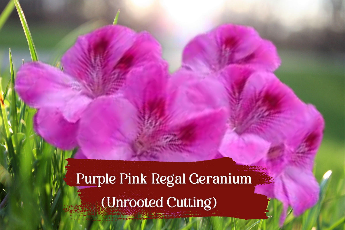 Purple-Pink Regal Geranium Cuttings, Unrooted Pelargonium Fancy Regal Hybrid, Flowering, Fragrant Foliage