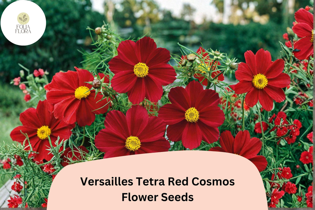 Versailles Tetra Red Cosmos Seeds | Tall Garden Flower, Bright Red Blooms, Cosmos bipinnatus, Pollinator-Friendly, Easy to Grow