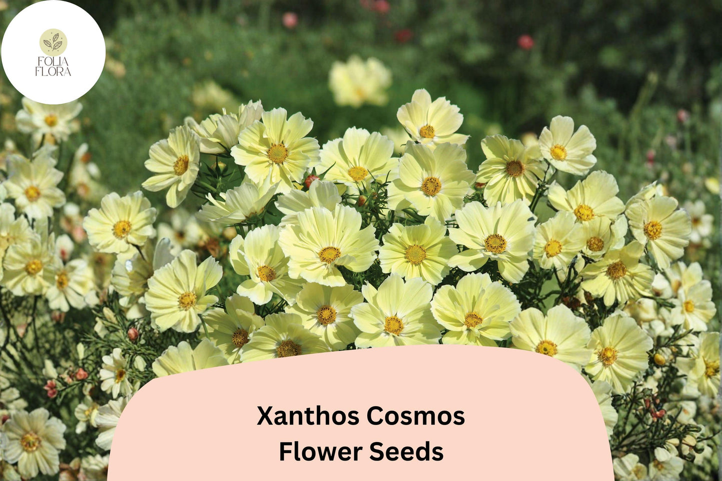 Xanthos Cosmos Seeds | Pale Yellow Flowers | Cosmos bipinnatus | Pollinator Garden, Easy to Grow, 200+ Seeds