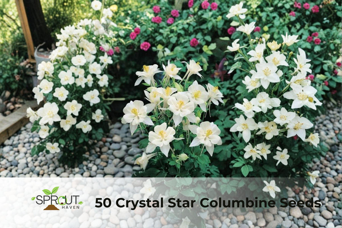 Crystal Star Columbine Seeds – Non-GMO Aquilegia perennial with blue and white star-shaped blooms, attracts hummingbirds and pollinators