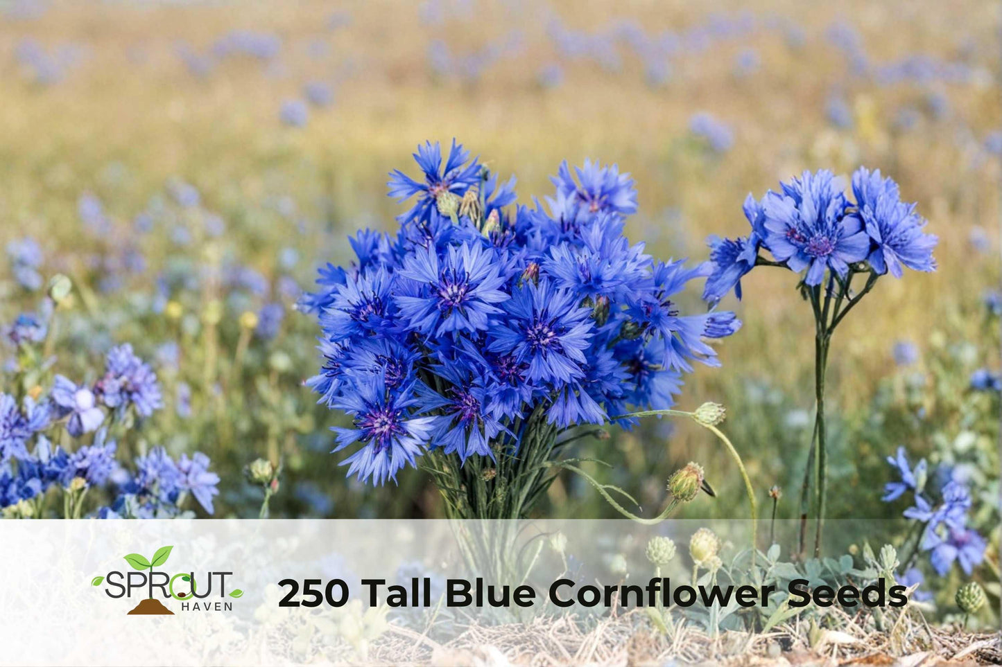 250 Blue Cornflower Seeds | Bachelor Button Wildflower | Vibrant Blue, Full Sun, Attracts Pollinators | Centaurea cyanus