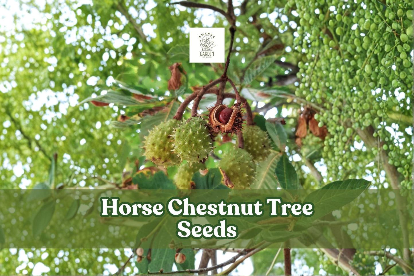 Horse Chestnut Tree Seeds, Aesculus hippocastanum, Ornamental Shade Tree, Dormant Seeds for Planting
