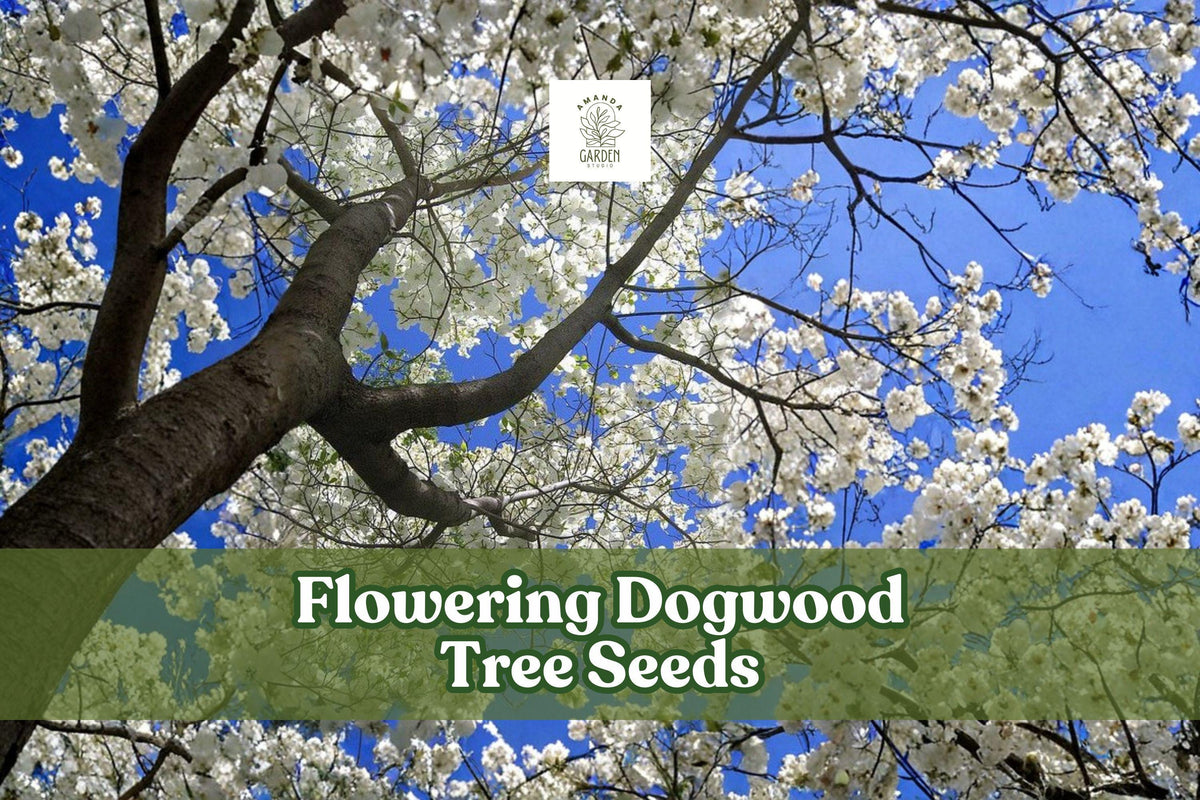 Flowering Dogwood Tree Seeds, Cornus florida, Ornamental Deciduous Tree for Landscaping & Bonsai