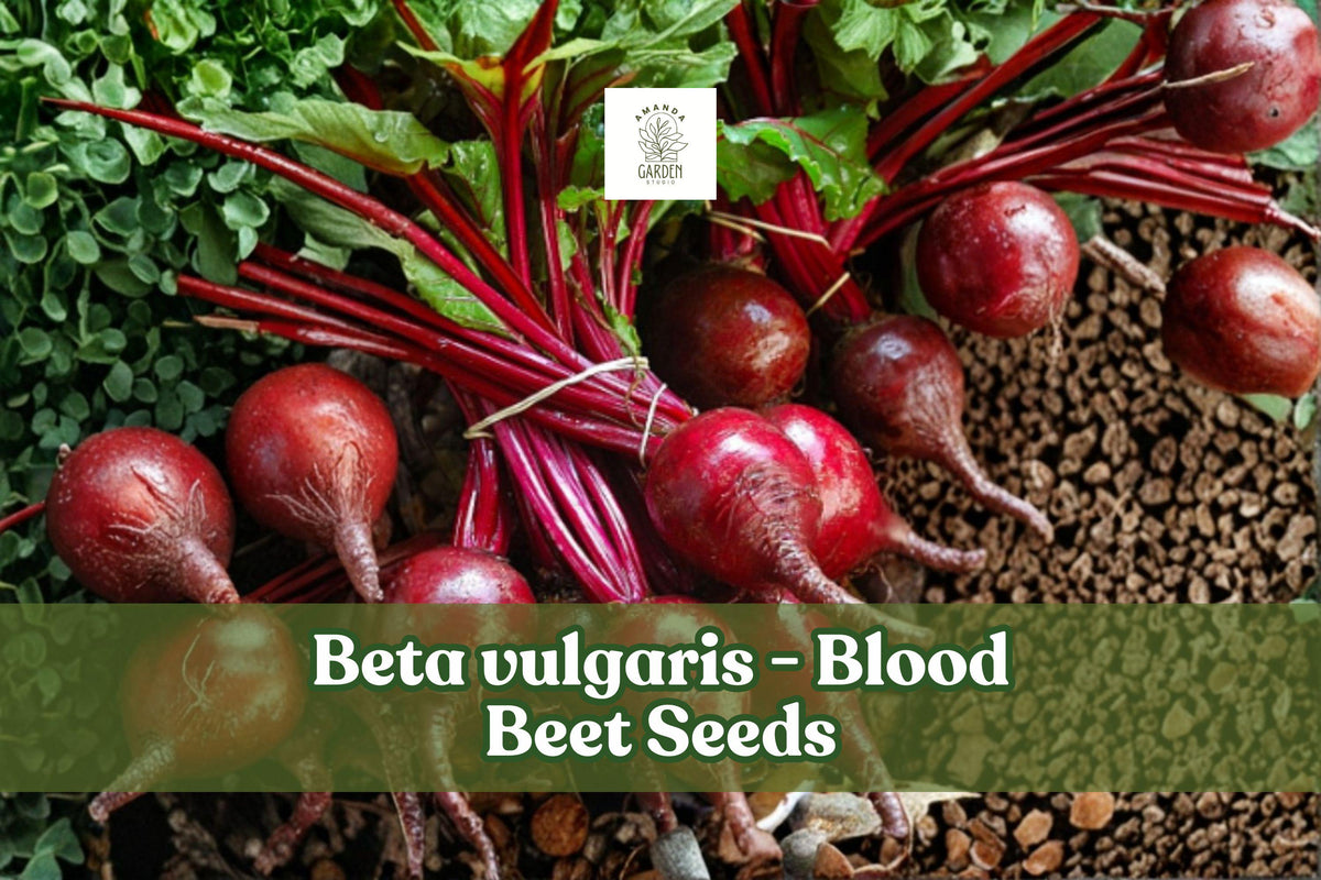 250 Blood Beet Seeds | Heirloom Beta vulgaris Root Vegetable for Salads, Roasting & Juicing
