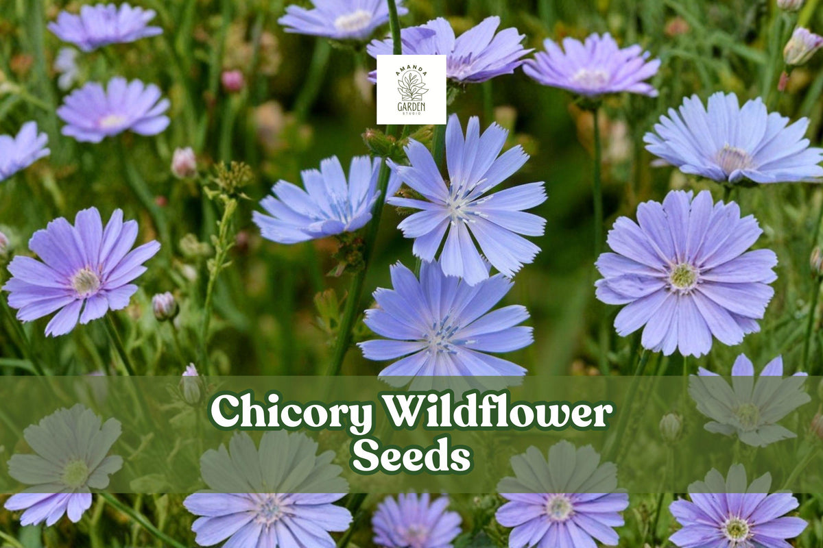 1000 Chicory Seeds - Blue Wildflowers for Pollinator Garden, Drought-Tolerant Perennial, Cichorium intybus, Summer Bloom