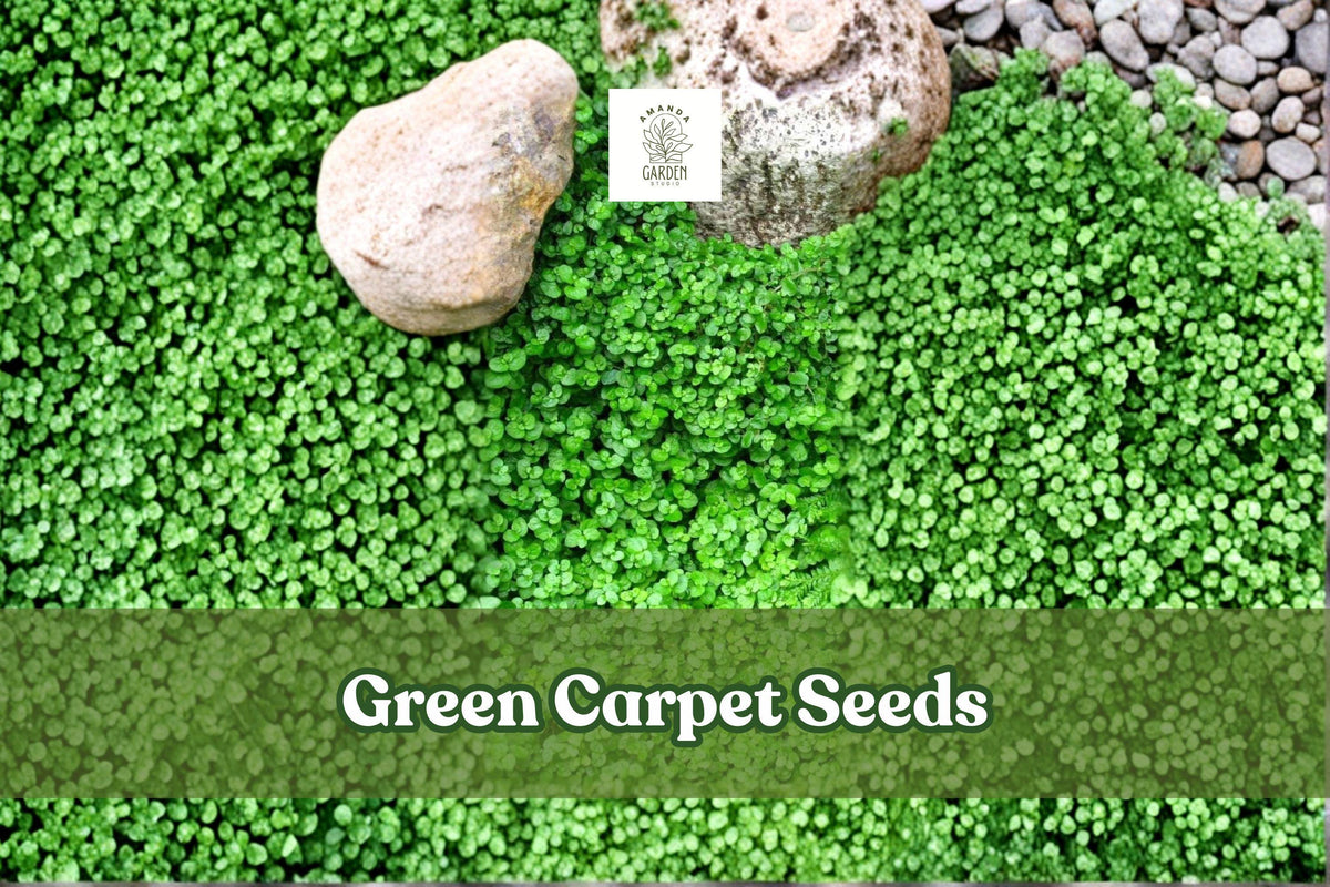 Green Carpet Seeds | Herniaria glabra | Drought-Tolerant Groundcover for Lawns & Rock Gardens | 1,000+ Seeds