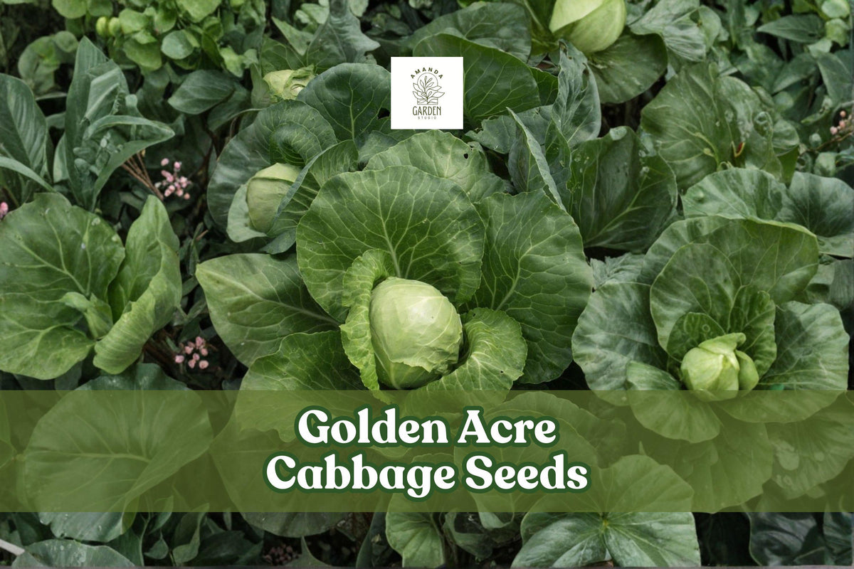 Golden Acre Cabbage Seeds | Brassica oleracea | Heirloom, Early-Maturing, Compact Green Heads, 250 Seeds