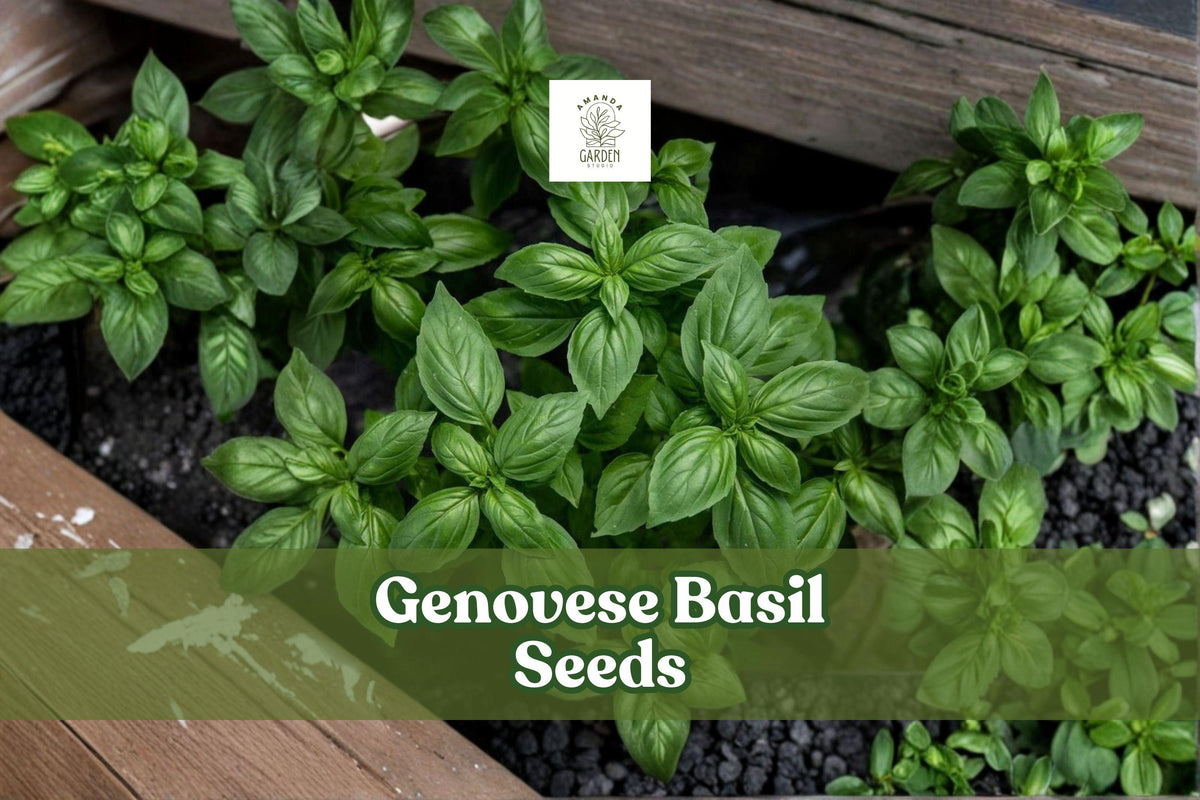 Genovese Basil Seeds | 500+ Ocimum basilicum Herb Seeds for Pesto, Culinary Use, Easy to Grow, Full Sun, Kitchen Garden