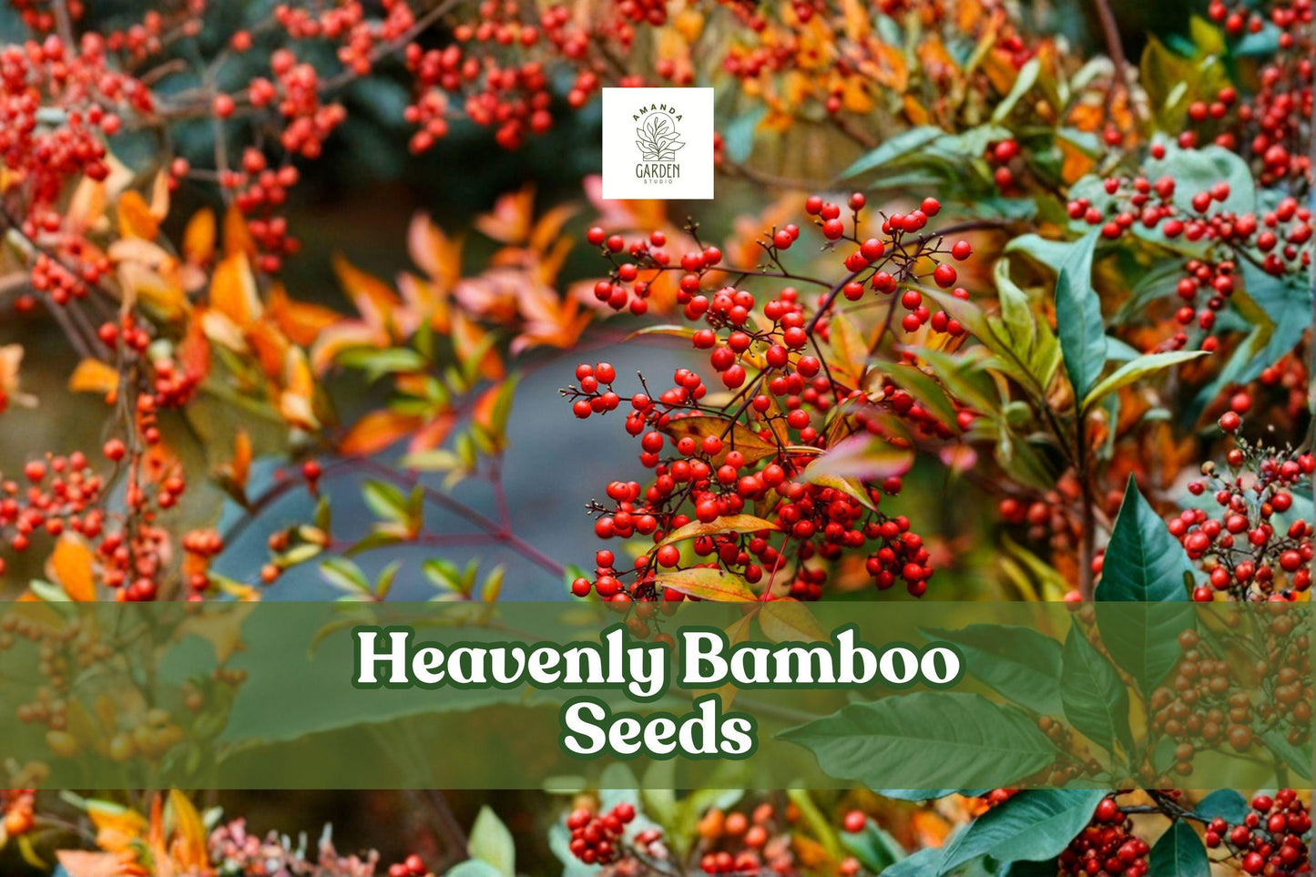 100 Heavenly Bamboo Seeds Nandina Domestica Evergreen Shrub with Red Berries for Garden, Hedges & Borders