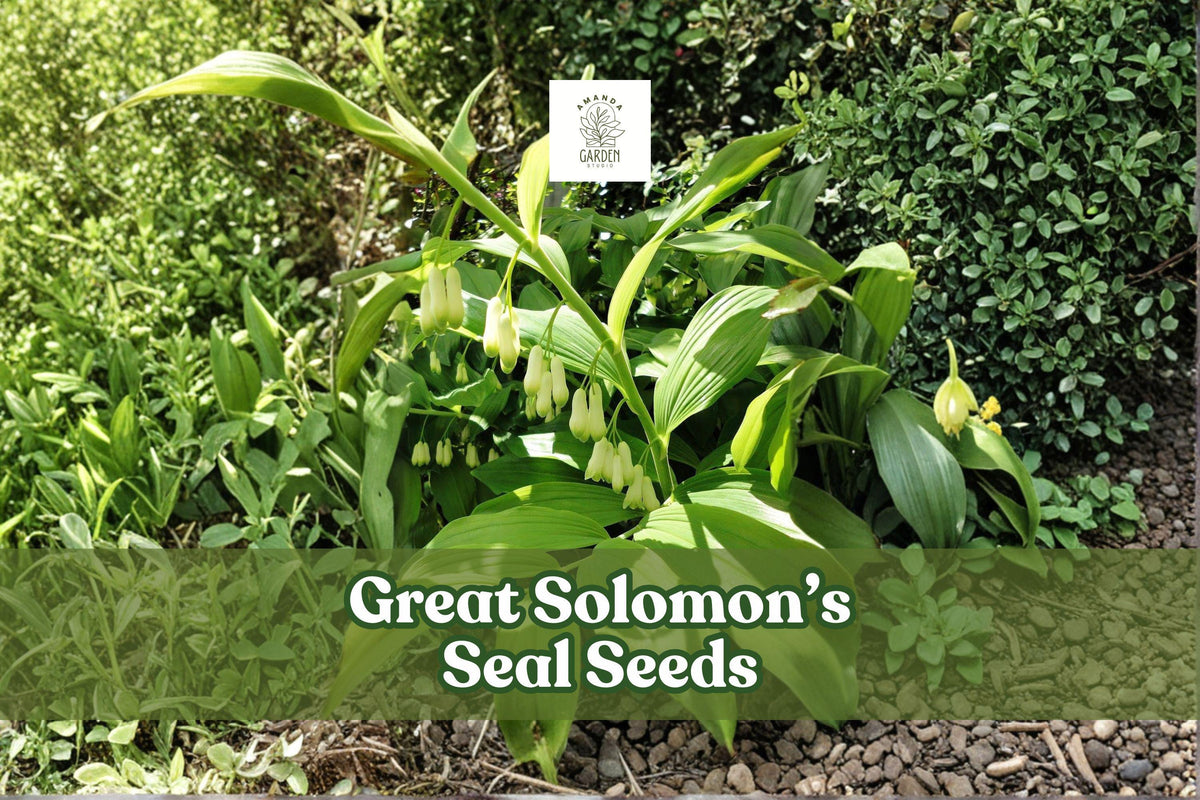 20 Solomon's Seal Seeds | Polygonatum biflorum Perennial Shade Garden Plant, Woodland Native, White Bell Flowers