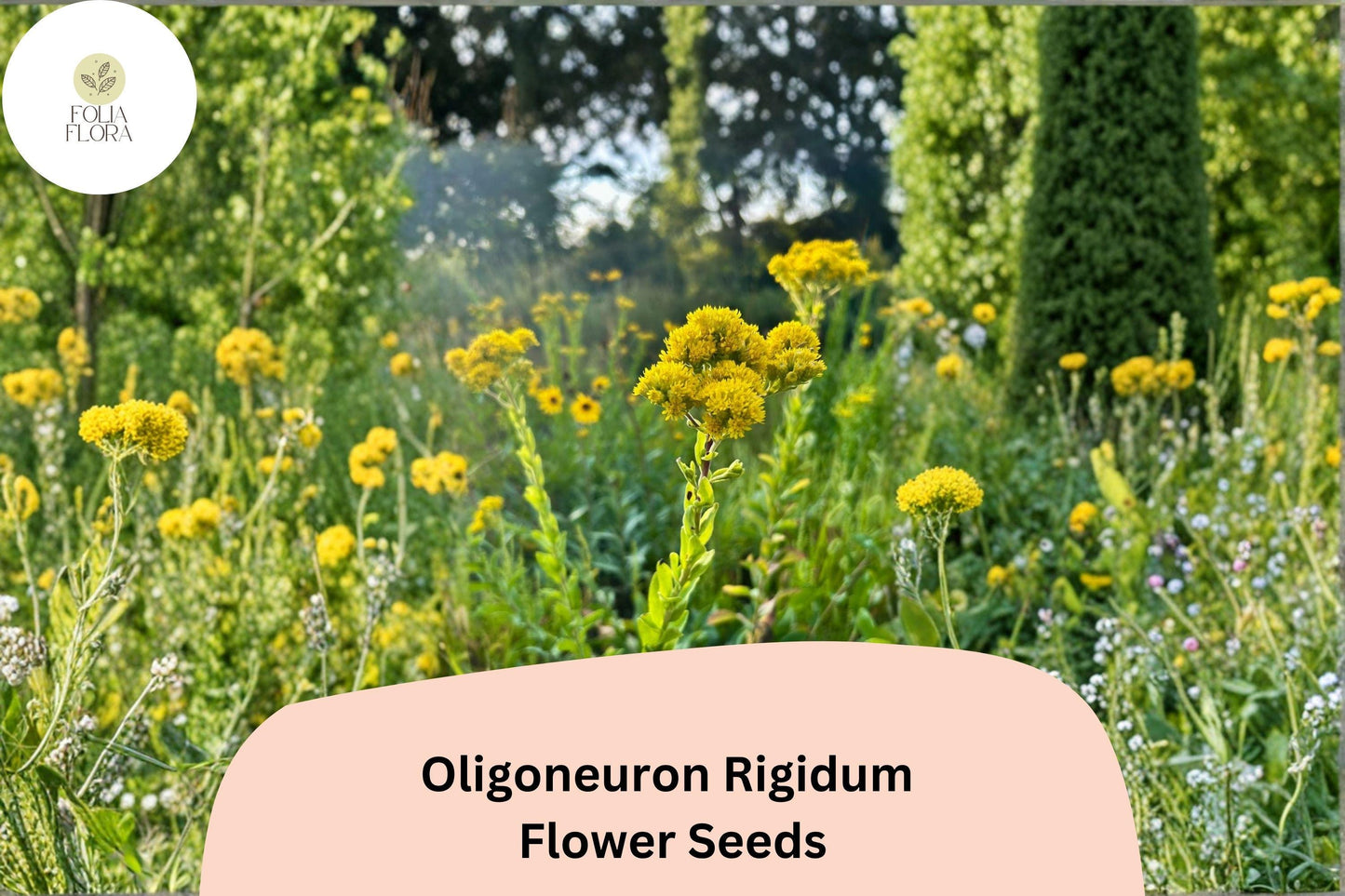 700 Oligoneuron rigidum Seeds | Stiff Goldenrod Perennial Wildflower | Native Yellow Pollinator Plant