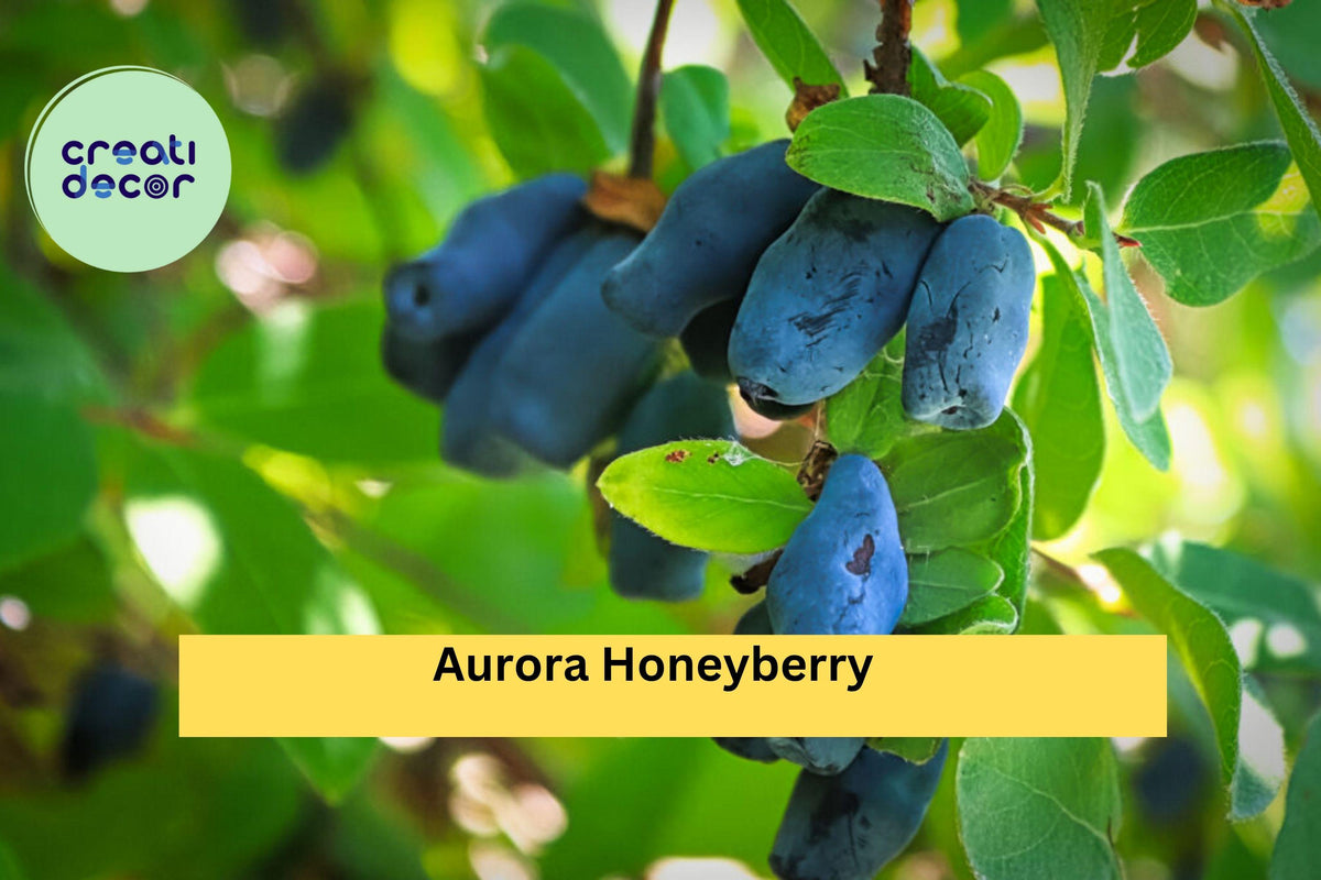 Aurora Honeyberry Live Edible Honeysuckle Shrub, Blue Berries, Cold-Hardy Fruit Plant, Lonicera caerulea ‘Aurora’ for Zones 2–8