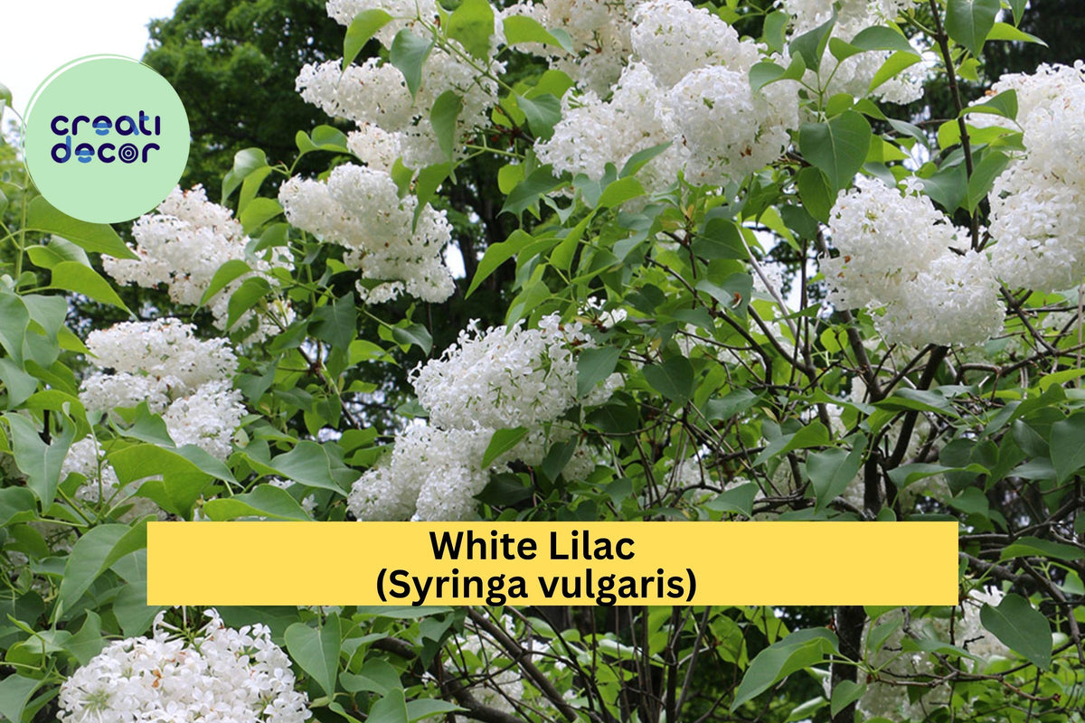 White Lilac Bush – Syringa vulgaris – Jumbo Bare Root Flowering Shrub with Fragrant White Blooms, Easy Planting Instructions