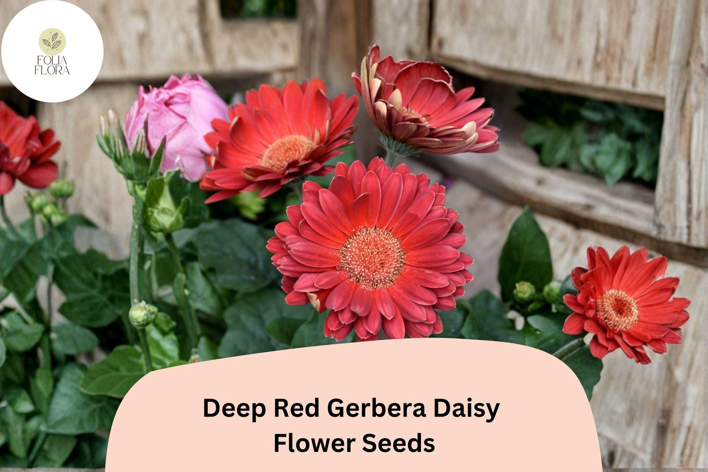 200+ Deep Red Gerbera Daisy Seeds | Gerbera jamesonii | Bright Cut Flower | Perennial Garden Blooms for Borders, Beds & Containers