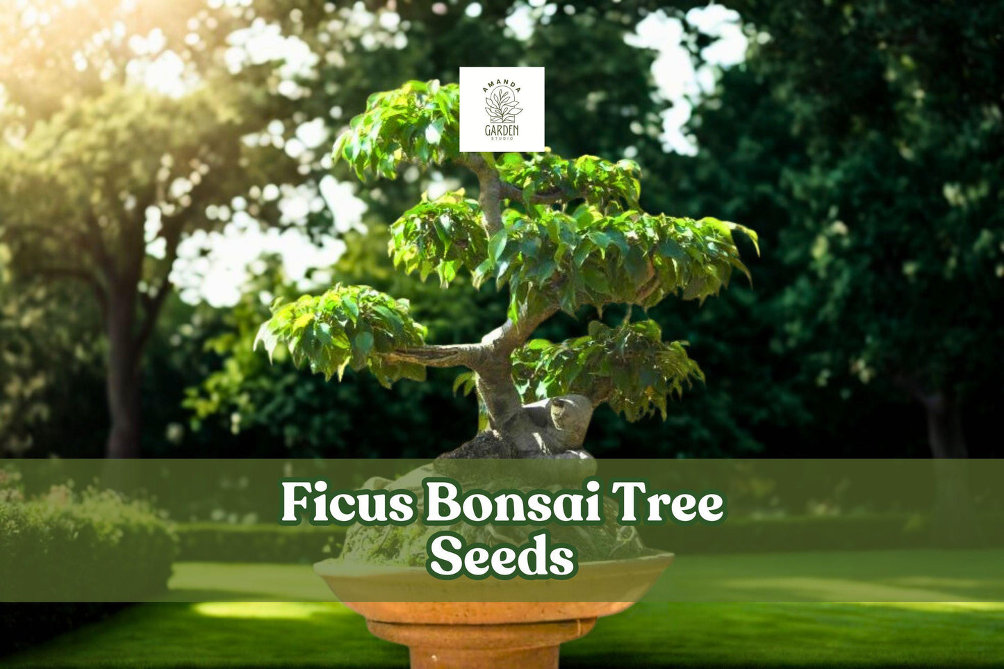 Ficus Bonsai Tree Seeds | Tropical Indoor Houseplant Starter | Ficus retusa | 25+ Seeds