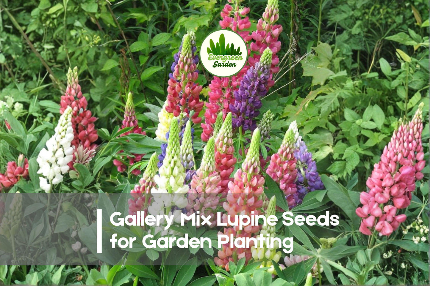 25+ Gallery Mix Lupine Seeds, Perennial Flower Seeds, Vibrant Pink Purple Blue Yellow White, Lupinus polyphyllus
