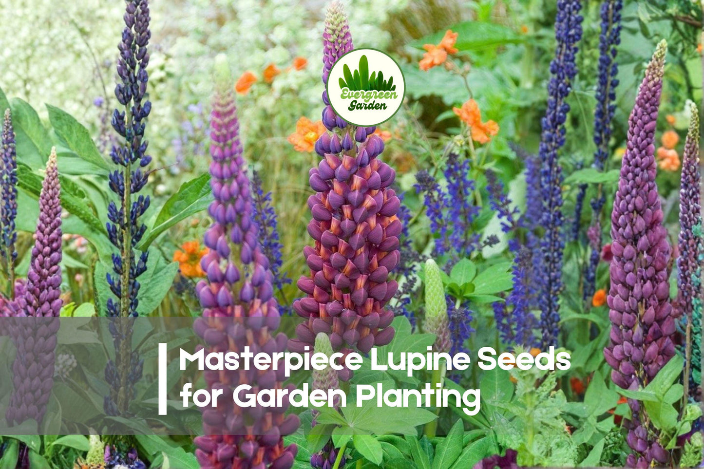 25+ Masterpiece Lupine Seeds – Perennial Flowering Plant, Deep Purple & Magenta Blooms, Lupinus polyphyllus, Cottage & Border Gardens