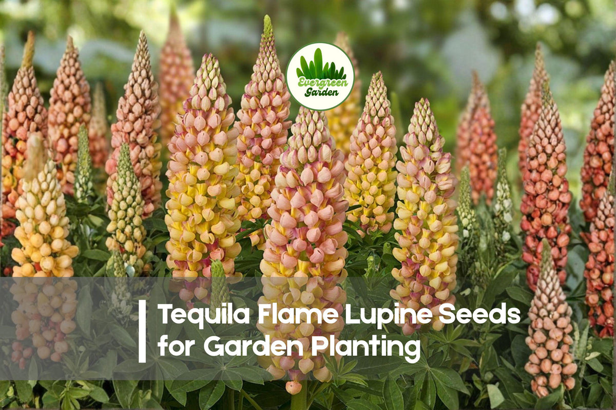 Tequila Flame Lupine Seeds, 25+ Premium Lupinus polyphyllus, Red and Yellow Bi-Color Flowering Perennial Plant